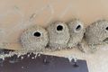 2023 Lewis and Clark trip 245Cliff swallow nests Badlands National Park SD 071523