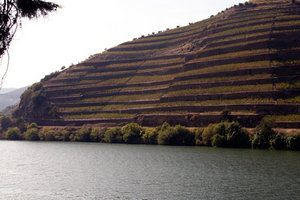 Vineyards in Doura Valley