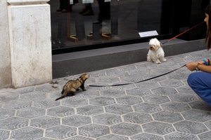 Ferret and dog (confrontation)