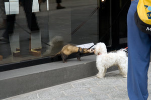 Ferret and dog (detente)