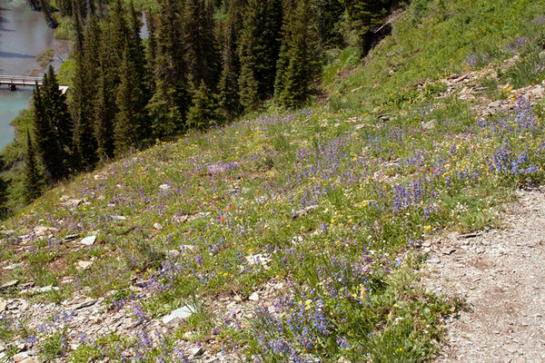 Wildflowers along Grinnell Glacier Trail