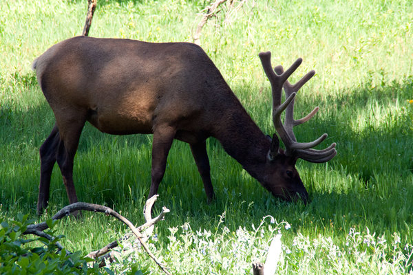 Bull elk (young)