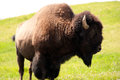 BIson male