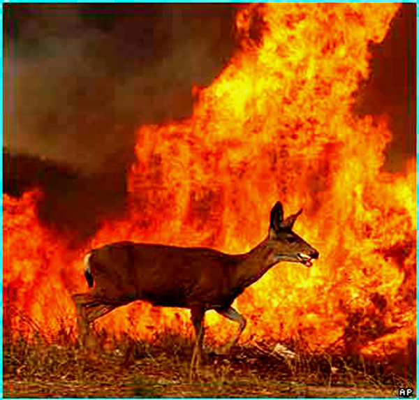 Deer caught in Yellowstone fire