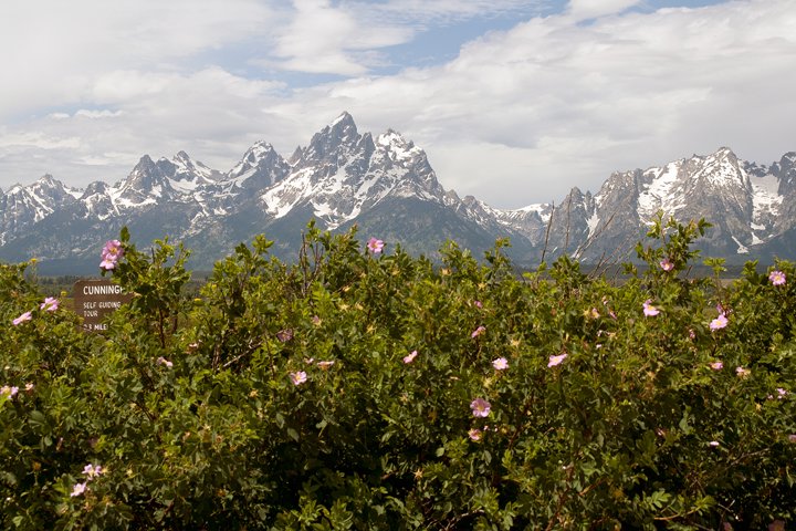 Wild roses and Tetons