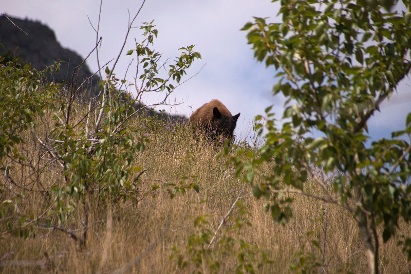 Brown bear across road from Prince of Wales Hotel