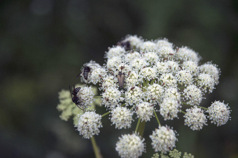 Insects on cow parsnip