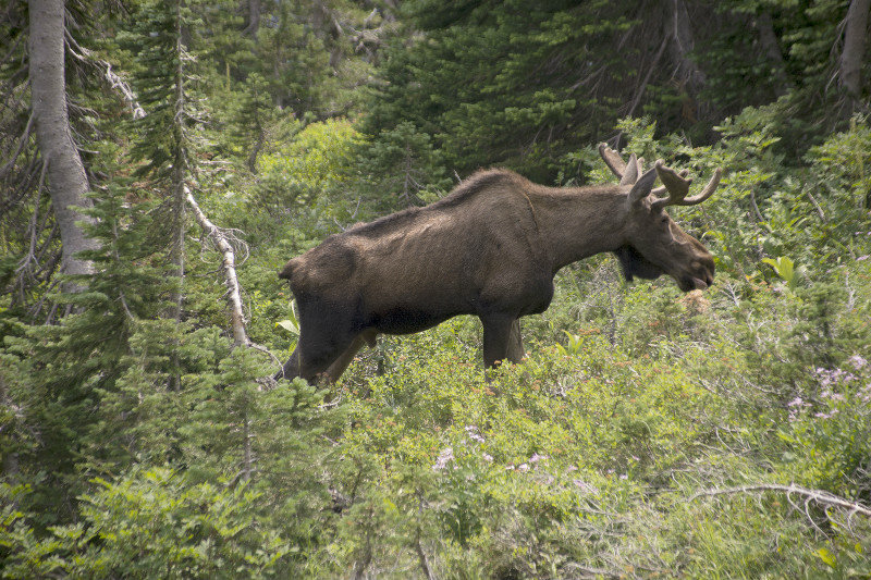 Bull moose relieving himsel