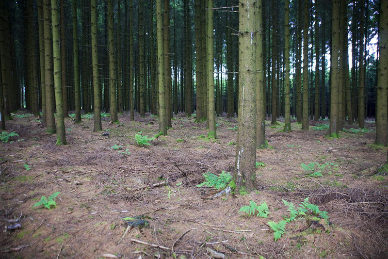 "Jack's Woods" near Foy - site of 101st Airborne defense