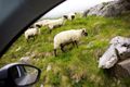 Sheep may safely graze - Durmitor National Park