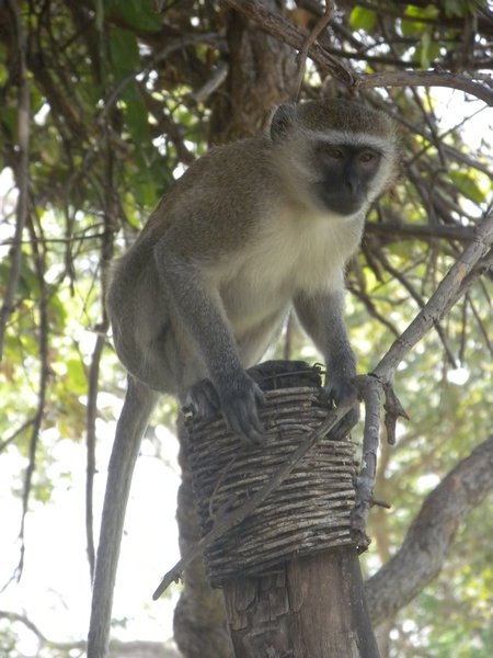 A vervet monkey, right before she stole an apple from us