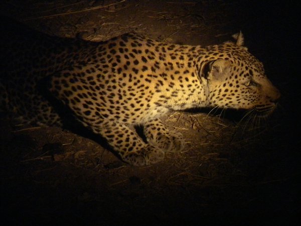 Leopard hunting during the night drive