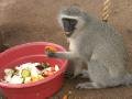 Skunkey Monkey enjoying his food