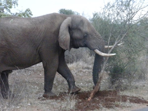 Elephant pushing over trees