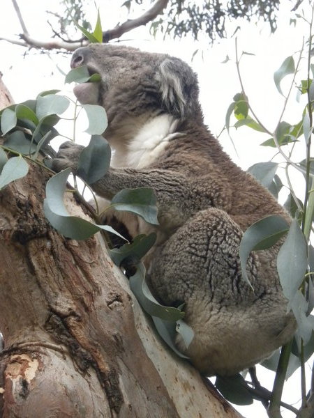 Kenny the Koala