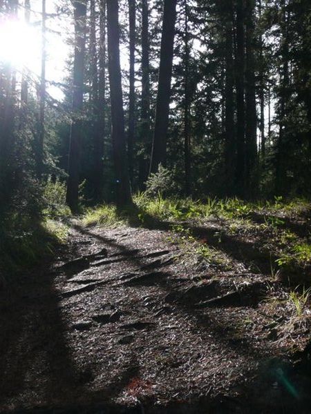 Sunlight on the Trail
