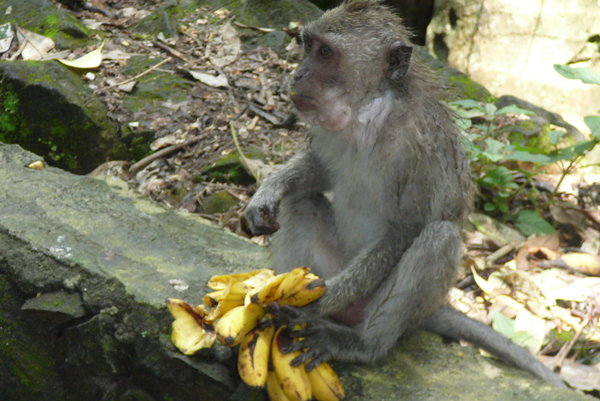 Monkey Rainforest 1
