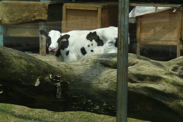 cows at the zoo?