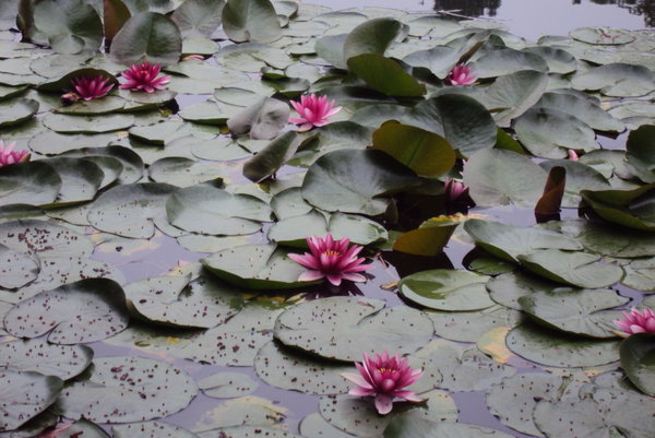 beautiful floating lotus flowers