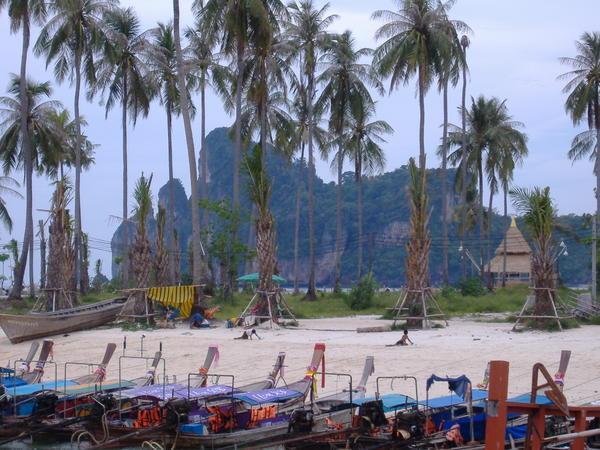 View through the palm trees (whats left of them after tsunami)