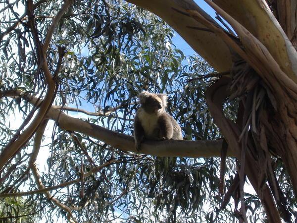 koala in tree - oh sooo cute