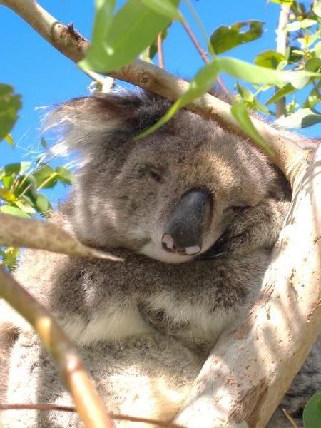 close up of koala