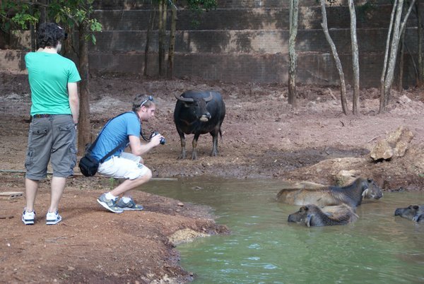 James pappin some water buffalo