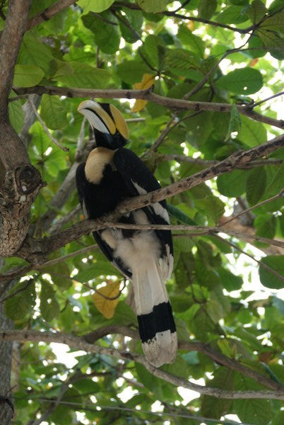 The giant hornbill that showed up at Had Mae Had every morning looking to be fed tomatoes by the restaurant staff. He enjoyed knocking stuff off tables.