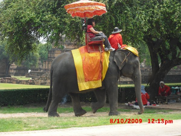 The Grand Palace Elephants