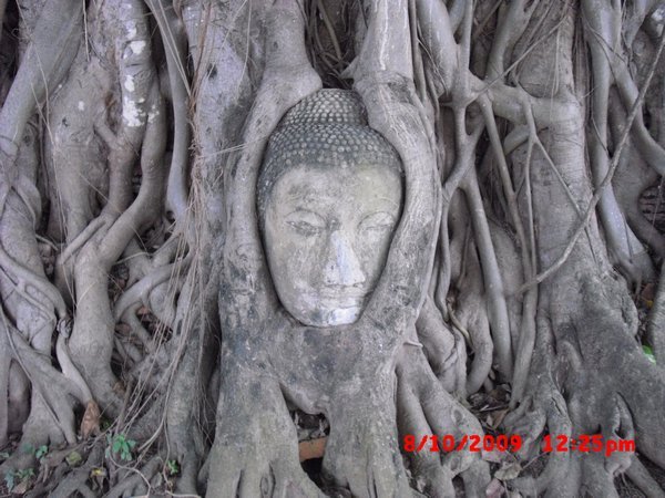 Sand-Stones Budda Head In Tree Roots