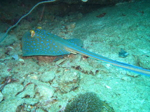 Blue Spotted Sting Ray
