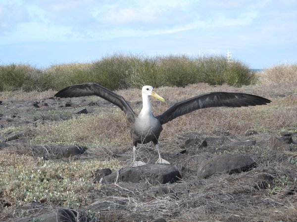 Young Albatross learning to fly