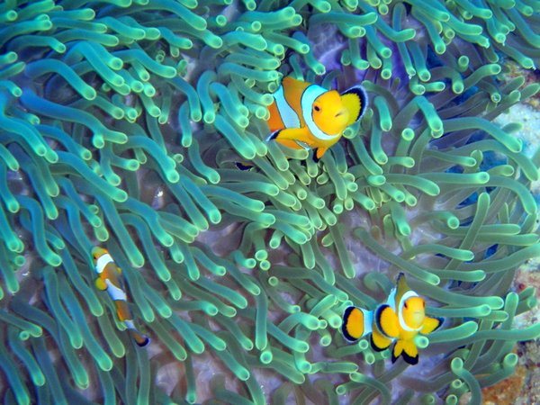 More Nemos (my favorite!)