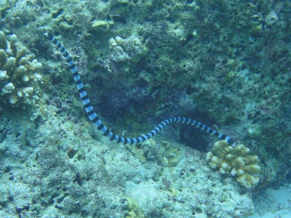 Deadly Sea Snake