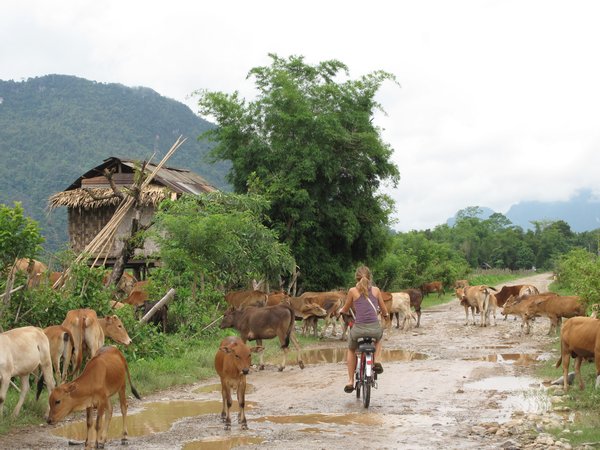 Typical Traffic Jam in Laos. Outta My Way!!!