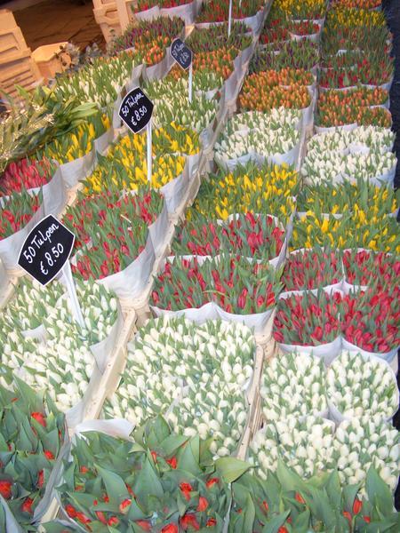 Tulips for sale