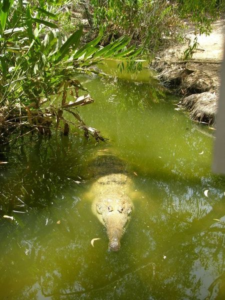 fresh water croc
