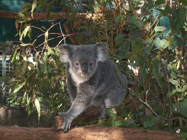 S'up Koala!