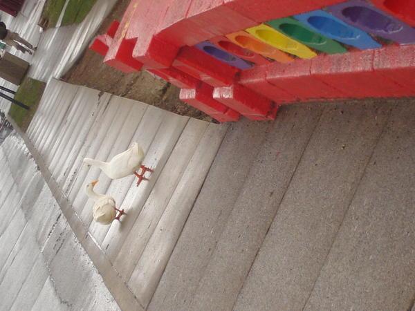 Ducks on a bridge