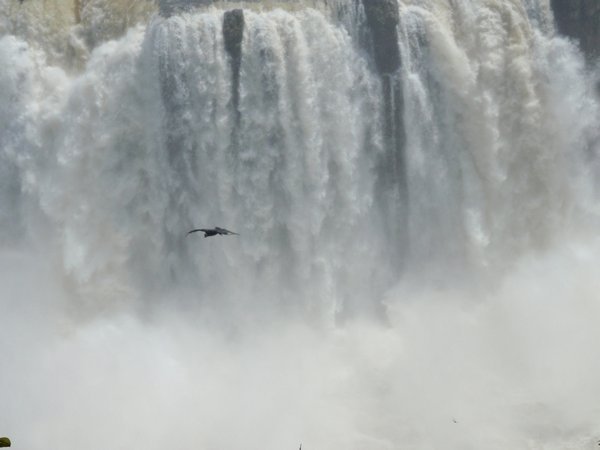 Condoor cruising in front of the falls