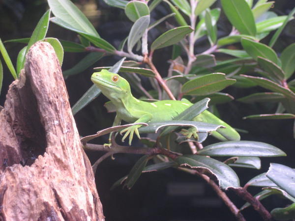 A cute green gecko