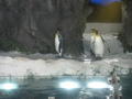 Some penguins at Kelly Tarltons