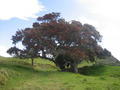 A rather wonderful Pohutakawa tree!