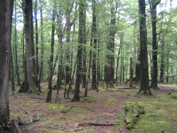 Lothlorien Forest!