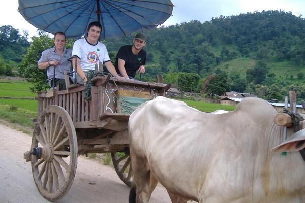 Ox cart riding