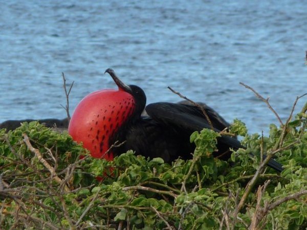 Frigate Bird