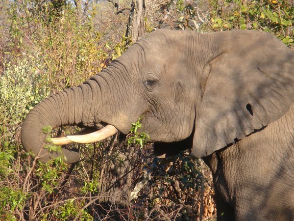 Wow! Our first elephant sighting