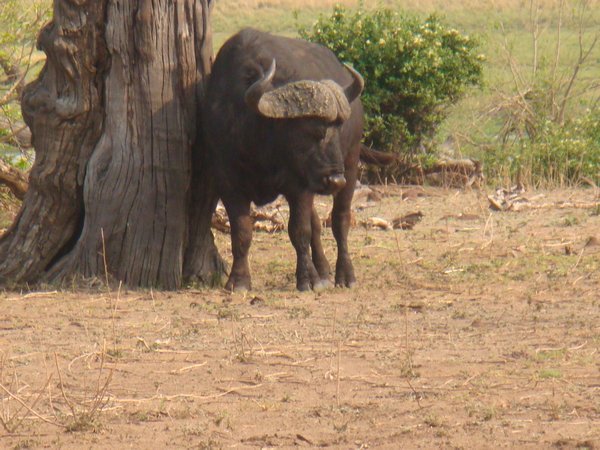 Water buffalo - One of the big 5