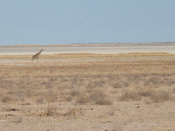 Giraffe with salt flats in background