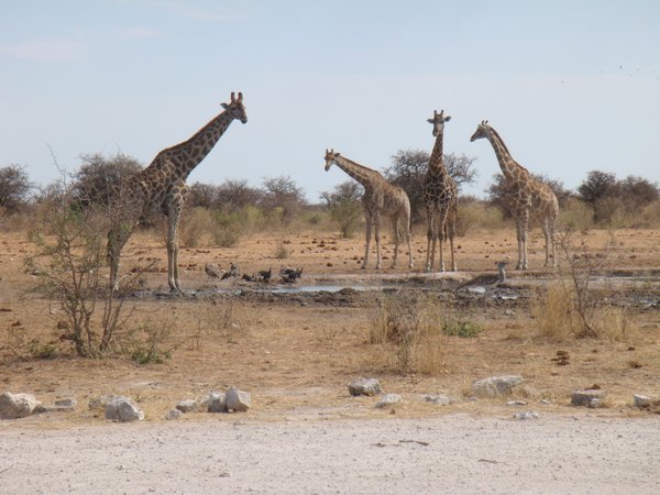 Giraffes cautiously observing Lions